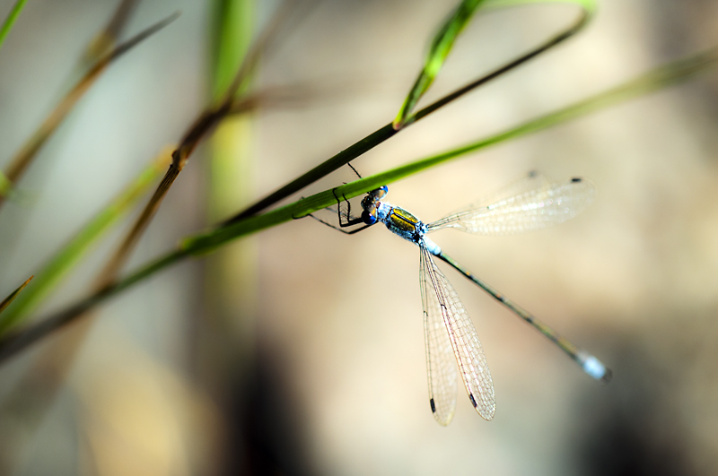 Korento2 ps 800px.jpg